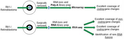 RNA-Sequencing of Primary Retinoblastoma Tumors Provides New Insights and Challenges Into Tumor Development